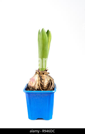 Hyacinth bulb in blue pot isolated on white background. Preparation garden for repotting spring flowers. Hello Spring concept Stock Photo