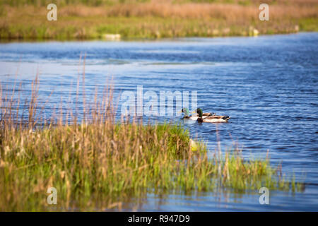 A pair of Mallard ducks (Anas platyrhynchos) swimming in the bay at Assateague Island National Seashore, Maryland Stock Photo