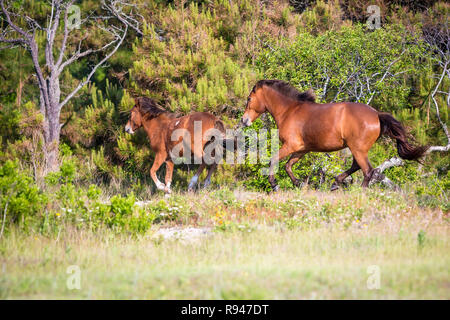 A pair of wild ponies (Equus caballus) running at Assateague Island National Seashore, Maryland Stock Photo