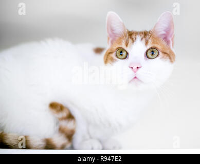 A domestic shorthair cat with white and orange tabby markings crouching in an apprehensive position