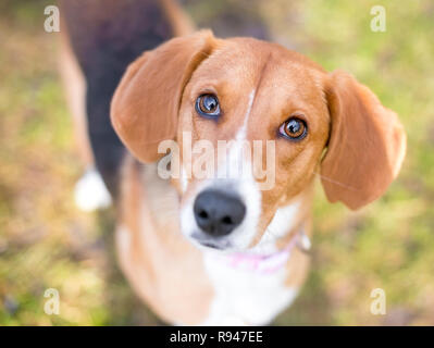 A Hound mixed breed dog looking up at the camera with a head tilt Stock Photo