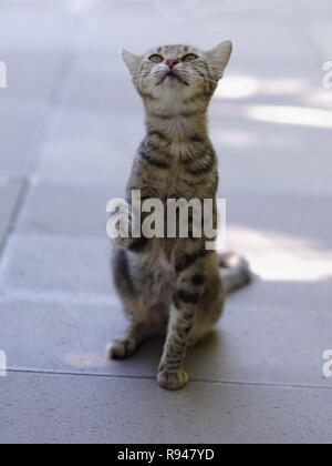 Cute kitten begging for food outdoors Stock Photo