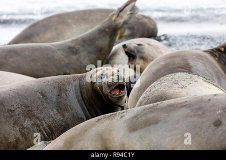 Female Southern Elephant seal in her colony on Fortuna Bay, South Georgia, Antarctica Stock Photo