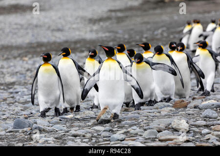 A group of king penguins runs over the pebble beach on Fortuna Bay, South Georgia, Antarctica Stock Photo