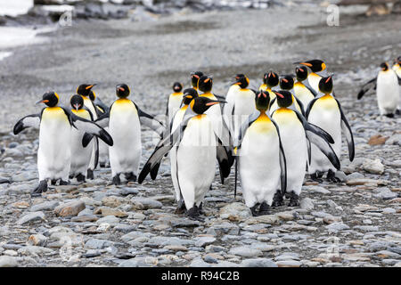 A group of king penguins runs over the pebble beach on Fortuna Bay, South Georgia, Antarctica Stock Photo