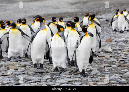 A group of king penguins runs over the pebble beach on Fortuna Bay, South Georgia, Antarctica Stock Photo