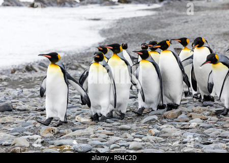 A group of king penguins runs over the pebble beach on Fortuna Bay, South Georgia, Antarctica Stock Photo