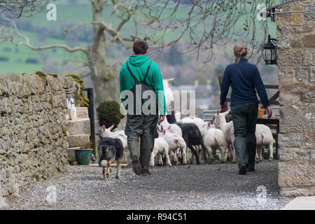 Farm workers taking a flock of sheep into a field, Co. Durham, UK. Stock Photo