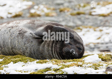 A cute young southern elephant is scratching his face on Fortuna Bay, South Georgia, Antarctica Stock Photo