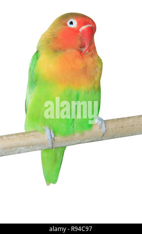 Agapornis parrot sitting on the branch Stock Photo