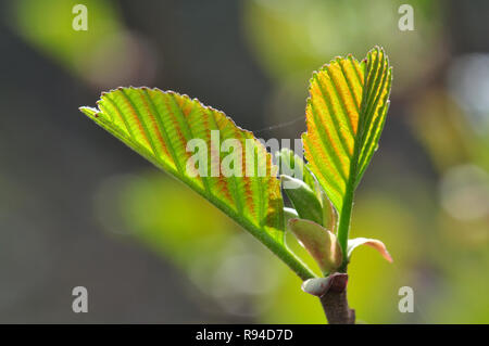 Fresh leaves of common alder, opening in spring. Dorset, UK April Stock Photo