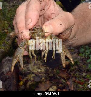 White-clawed crayfish (Austropotamobius pallipes) caught for translocation to an ARK site, safe from introduced Signal crayfish, Gloucestershire, UK. Stock Photo