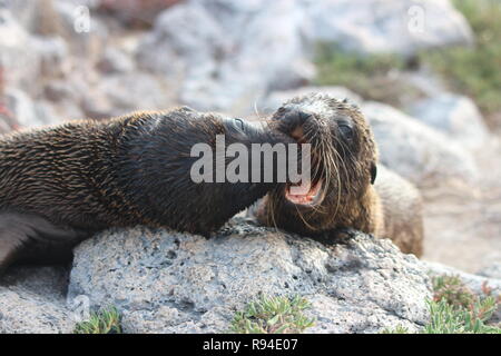 A pair of sea lion pups play fighting on the Galapagos Islands, Ecuador Stock Photo