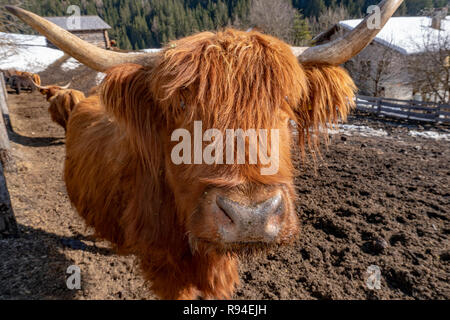 Highlander scotland hairy cow frozen nose detail Stock Photo - Alamy