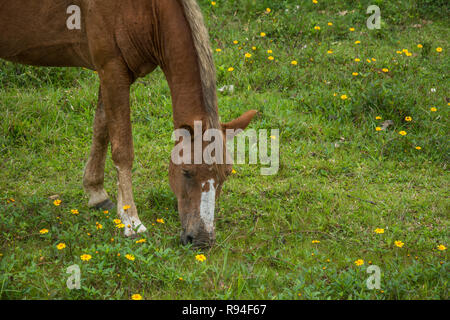 2018, october. Florianopolis, Brazil. Borwn horse grazing on a grass field with small yellow flowers, in the Campeche. Stock Photo