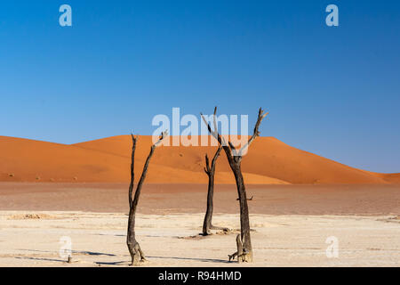 Deadvlei (White clay pan) in Namib-Naukluft Park in Namibia, Africa Stock Photo