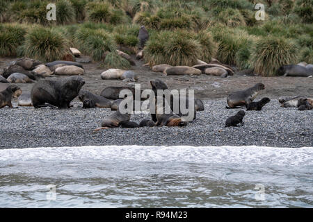 South Georgia, Cooper Bay. Abundant wildlife along the rocky coastline, Antarctic fur seals with pups,