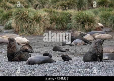 South Georgia, Cooper Bay. Abundant wildlife along the rocky coastline showing a variety of species, including Antarctic fur seals with pups, and Sout