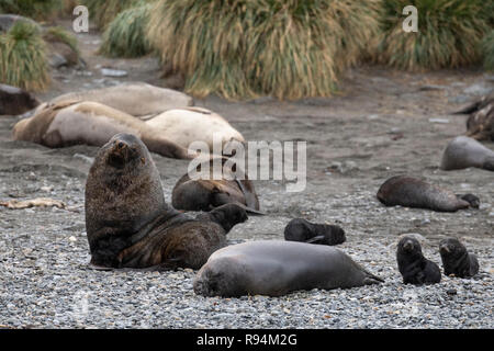 South Georgia, Cooper Bay. Abundant wildlife along the rocky coastline showing a variety of species, including Antarctic fur seals with pups.