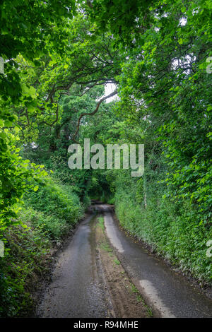 A narrow lane road through a green forest near Wooten-Bassett, Wiltshire, England. Stock Photo