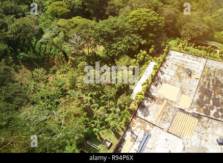 Coffee plantation aerial view. Agriculture theme. Drying raw coffee beans top above view Stock Photo