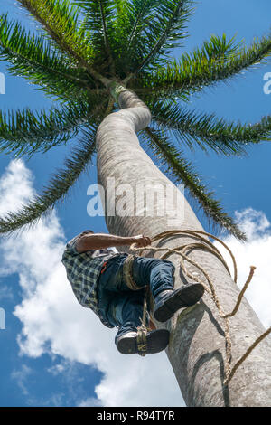 Adult male climbs tall coconut tree with rope to get coco nuts. Harvesting and farmer work in caribbean countries Stock Photo