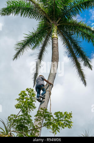 Adult male climbs tall coconut tree with rope to get coco nuts. Harvesting and farmer work in caribbean countries Stock Photo