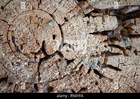 Wood-beetle holes in a pine tree trunk - cross section Stock Photo