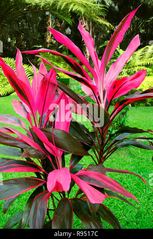 Hawaiian Ti Plant Latin name Cordyline terminalis surrounded by other green plants Stock Photo