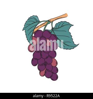 Red muscat grapevine vector illustration in vintage botanical illustration lineart style pink purple grapes berries with leaf isolated on white Stock Vector