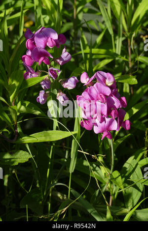 Perennial sweet pea (Perennial pea, Broad-leaf peavine, Everlasting Pea, Perennial peavine (Lathyrus latifolius) blooming (Suzanne 's garden, FR). Stock Photo