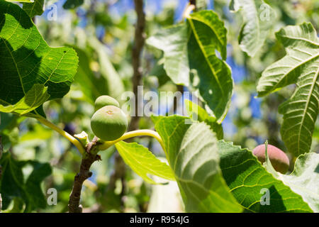 Clsoe-up of Figs (Ficus carica) on Branches of a Tree in Summer Stock Photo