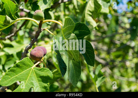 Clsoe-up of Figs (Ficus carica) on Branches of a Tree in Summer Stock Photo