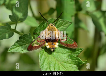 dove tail hummingbird warbler hummingbird moth moth Stock Photo