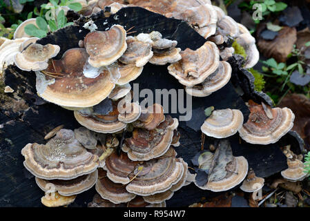 Brown Bracket Fungi or Shelf Fungi, Trametes versicolor aka Coriolus versicolor or Polyporus versicolor, a Polypore Mushroom called Turkey Tail Stock Photo