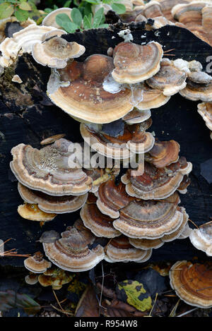 Brown Bracket Fungi or Shelf Fungi, Trametes versicolor aka Coriolus versicolor or Polyporus versicolor, a Polypore Mushroom called Turkey Tail
