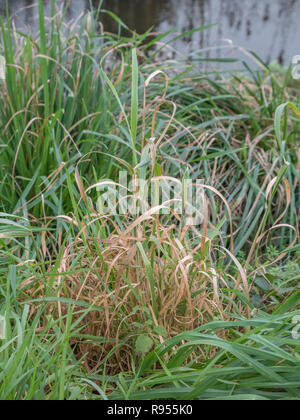 Tuft of dying grass at the end of season. Also metaphor for old age, dying, death of the high street UK. Stock Photo