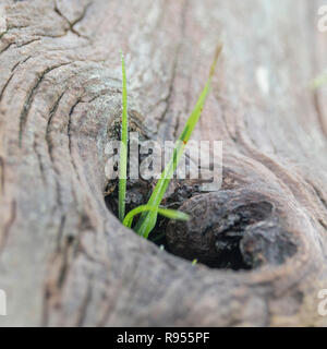 Shallow DoF macro shot of grass growing out from a hole in an old, rotting, felled tree trunk. Showing that plants will grow virtually anywhere. Stock Photo