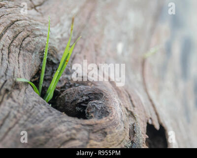 Shallow DoF macro shot of grass growing out from a hole in an old, rotting, felled tree trunk. Showing that plants will grow virtually anywhere. Stock Photo
