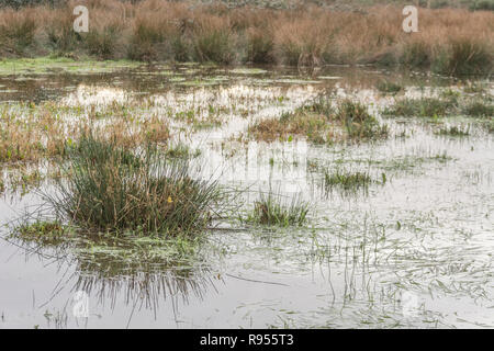 Inundated marshy field with Juncus Rush / Juncus effusus tufts sticking out of the flood water. Trump 'Drain the Swamp' metaphor perhaps, under water Stock Photo