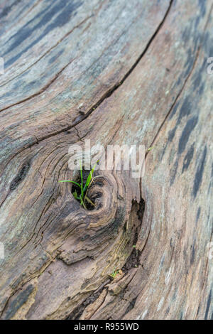 Shallow DoF macro shot of grass growing out from a hole in an old, rotting, felled tree trunk. Showing that plants will grow virtually anywhere. Stock Photo