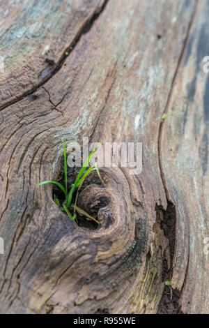 Shallow DoF macro shot of grass growing out from a hole in an old, rotting, felled tree trunk. Showing that plants will grow virtually anywhere. Stock Photo