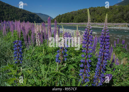 Acres of purple and pink blossoms of non-native Russell lupins (Lupinus polyphyllus) create a colorful scene in New Zealand's Eglinton Valley Stock Photo