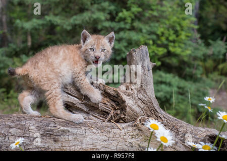 Siberian Lynx Cub Kitten Climbing Over a Fallen Log, Looking at the Photographer Stock Photo