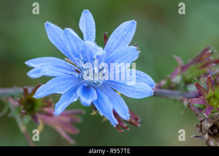 The petals of a chicory flower explode in shades of blue. Stock Photo