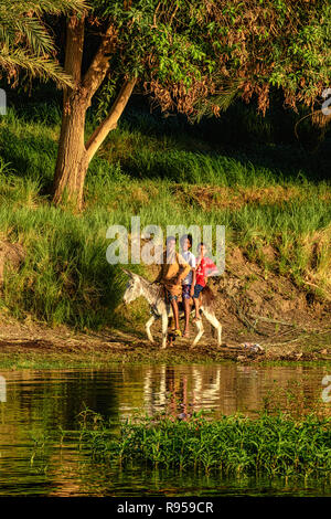 Donkey along the Nile river Stock Photo - Alamy