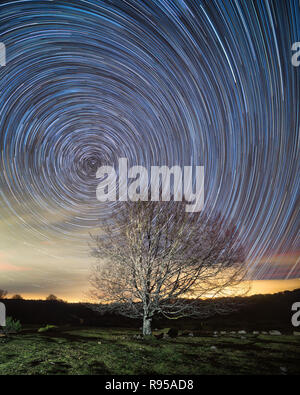Circumpolar, star trails, over a beech in Entzia, Alava Stock Photo