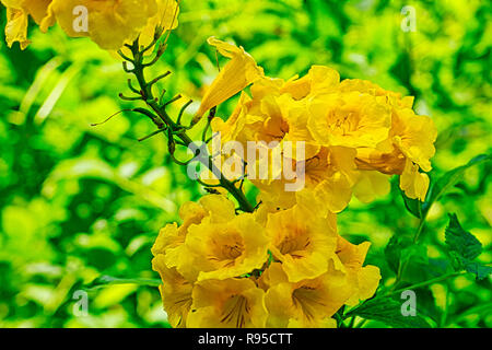 This unique plant photo shows a gloriously flowering bougainvillea growing on every road in Thailand. The picture was taken in Hua Hin Stock Photo