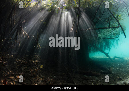 Sunlight shines into the shadows of a blue water mangrove forest in Raja Ampat, Indonesia. Stock Photo