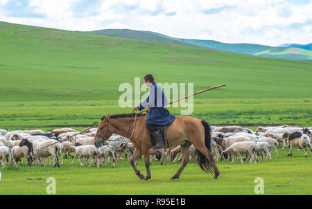Mongolian nomad on horse, herding cashmere goats (Capra hircus Stock ...